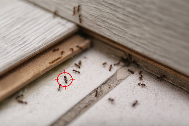Best Rodent Control Near Me  in Clearlake Riviera, CA